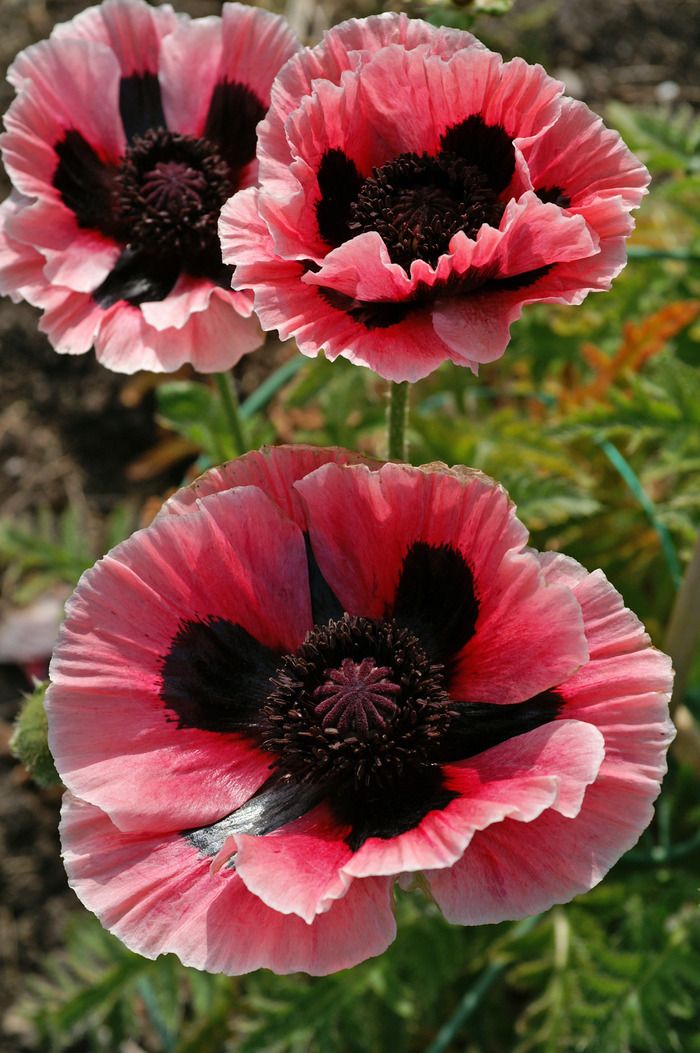 Papaver orientale 'Baby Kiss'